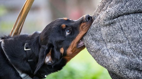 Government-Agencies-Are-Not-Answerable-for-Dog-Bite-Victims-Who-Occur-Before-the-Official-Proclamation-of-a-Dangerous-Dog